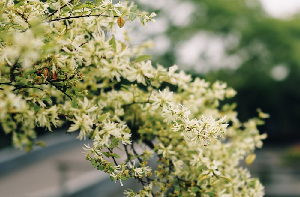 a close up of a tree with green leaves