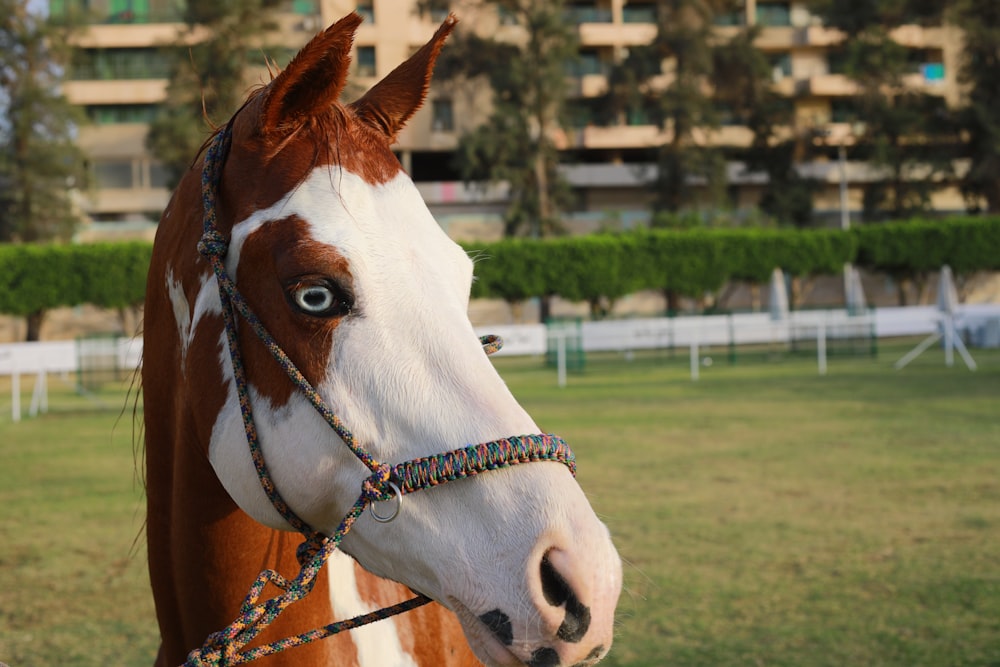 a brown and white horse standing on top of a lush green field