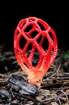 a close up of a red object on the ground