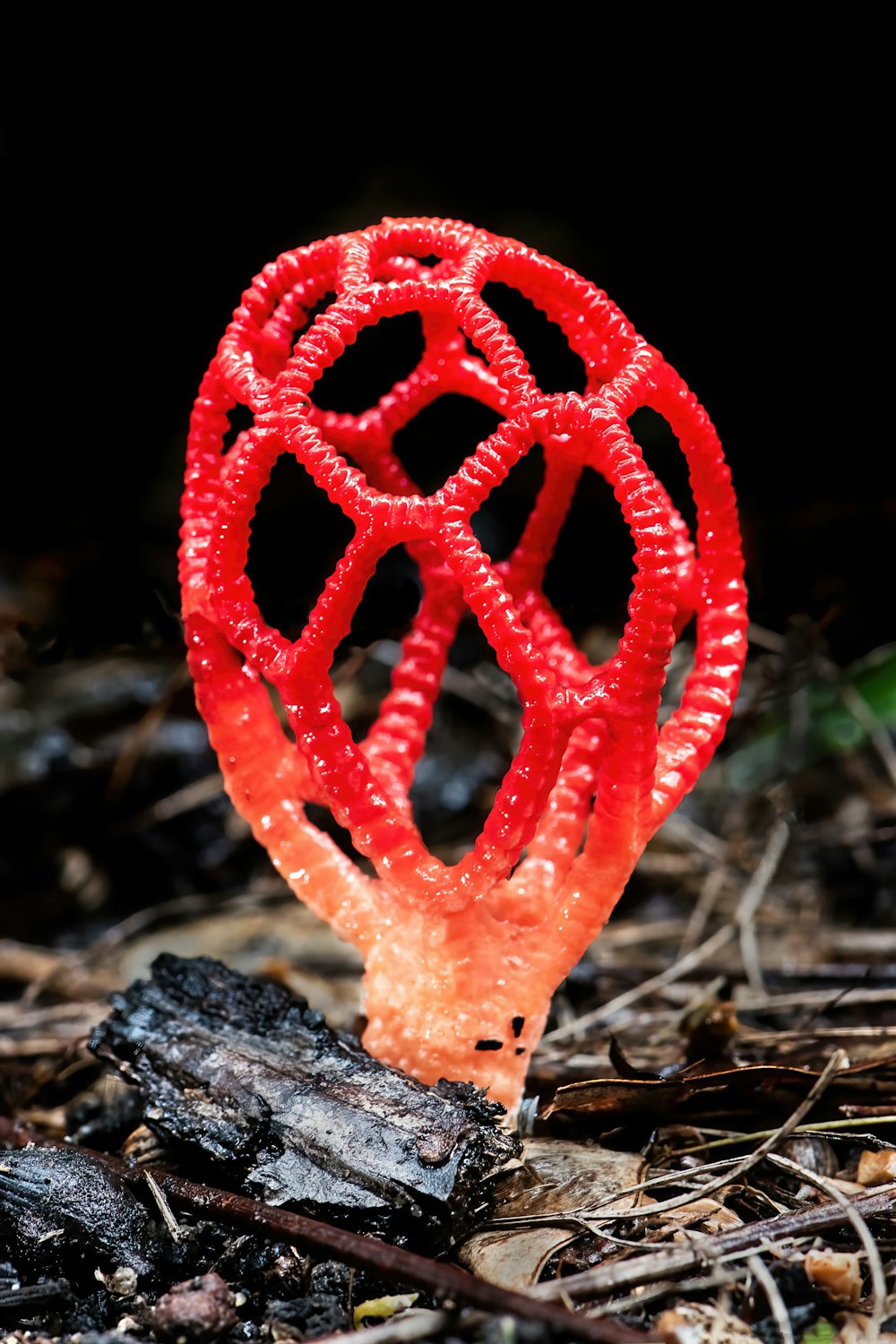 a close up of a red object on the ground