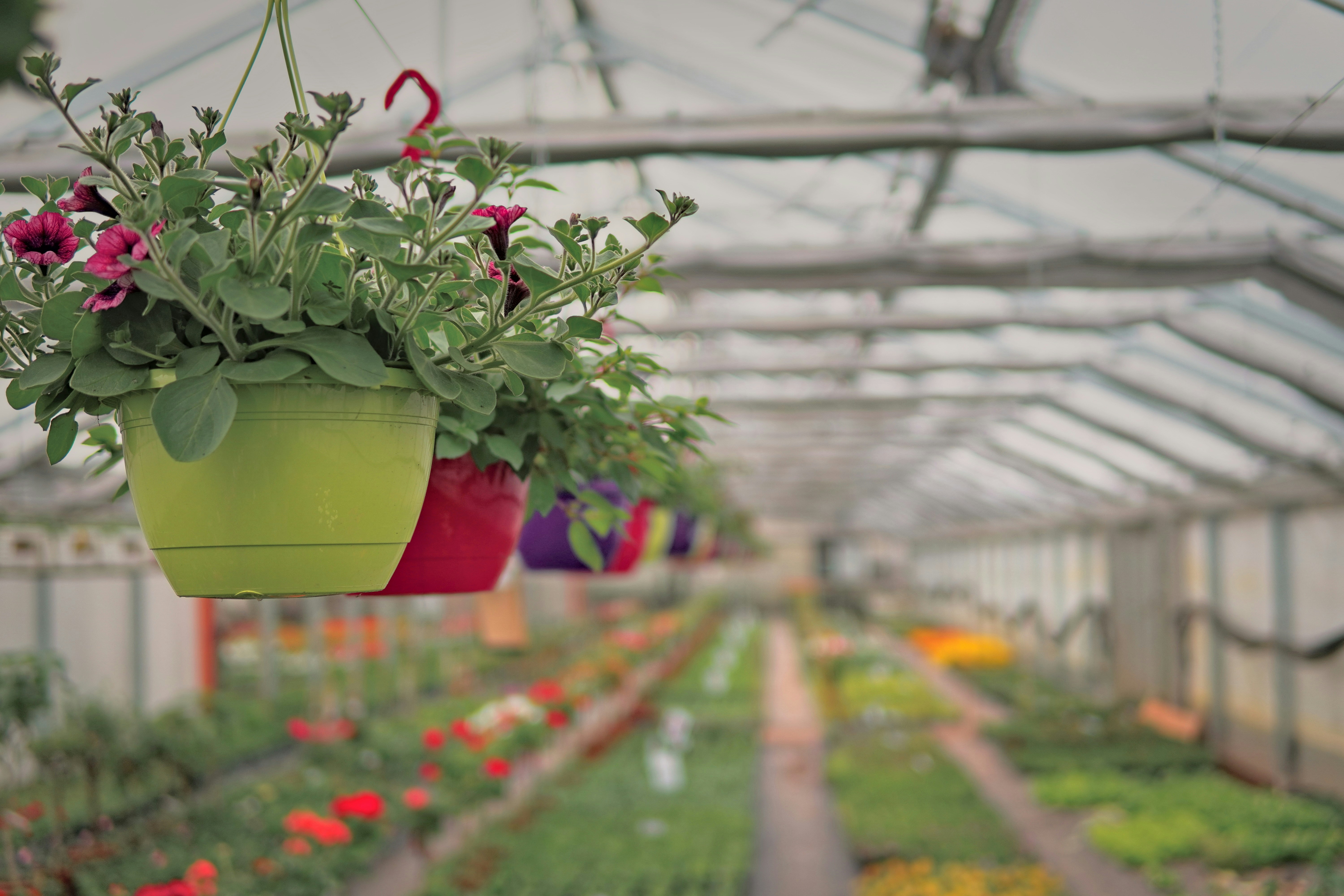 a greenhouse filled with lots of plants and flowers