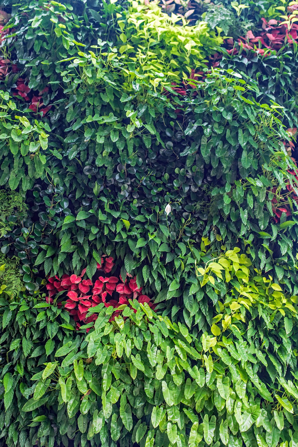 Un gran árbol verde