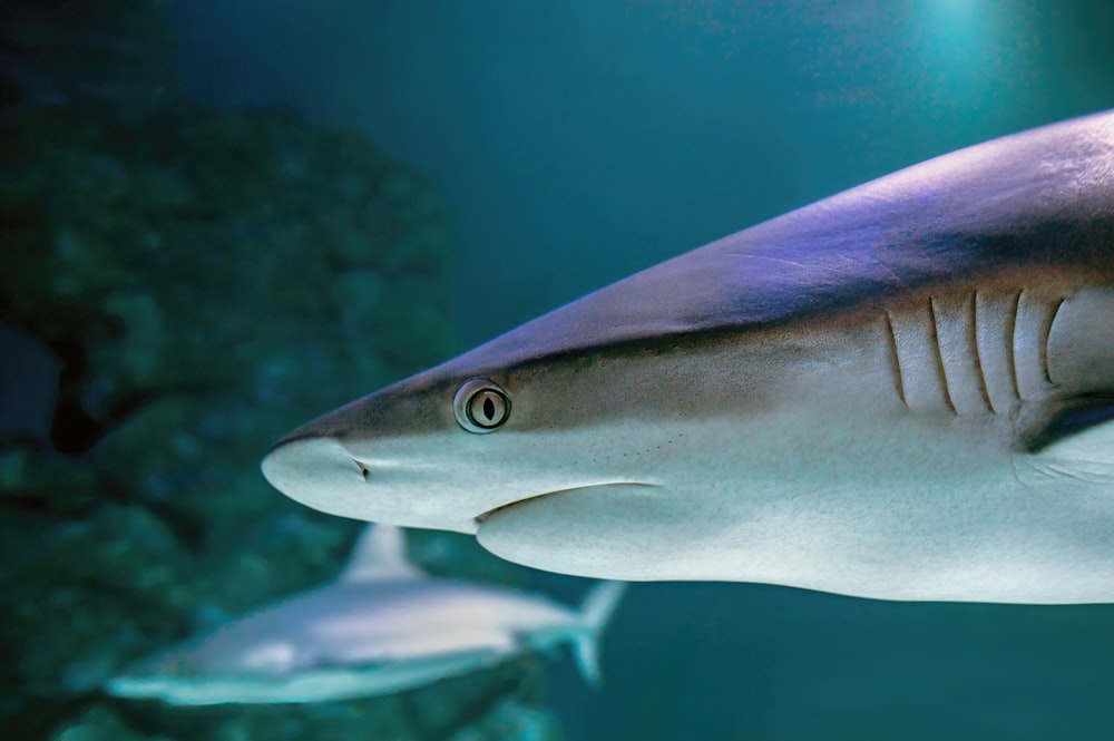 a fish swimming under water