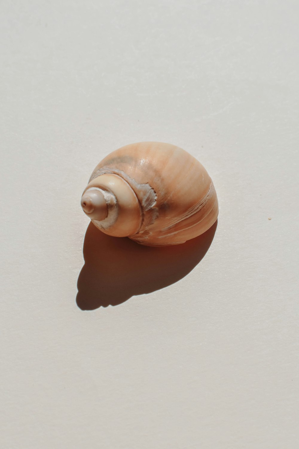 a snail on the ground