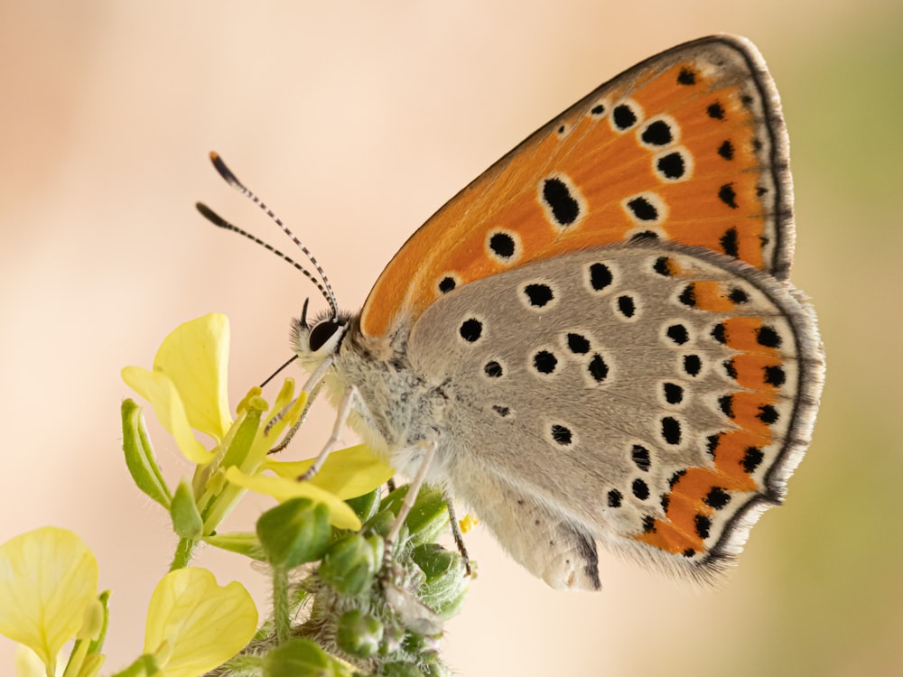 a close up of a butterfly on a flower