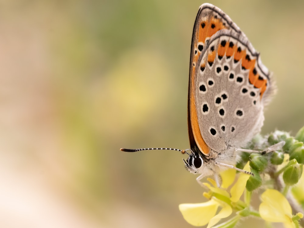 a close up of a butterfly on a flower