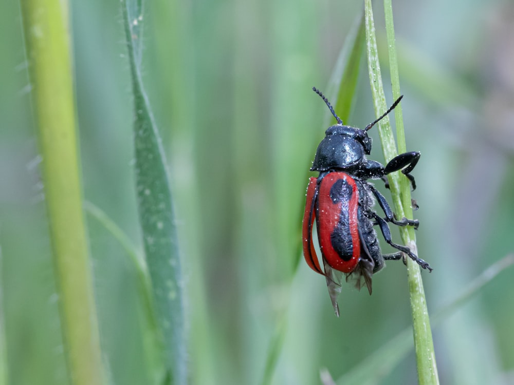 a red and black bug sitting on top of a green plant