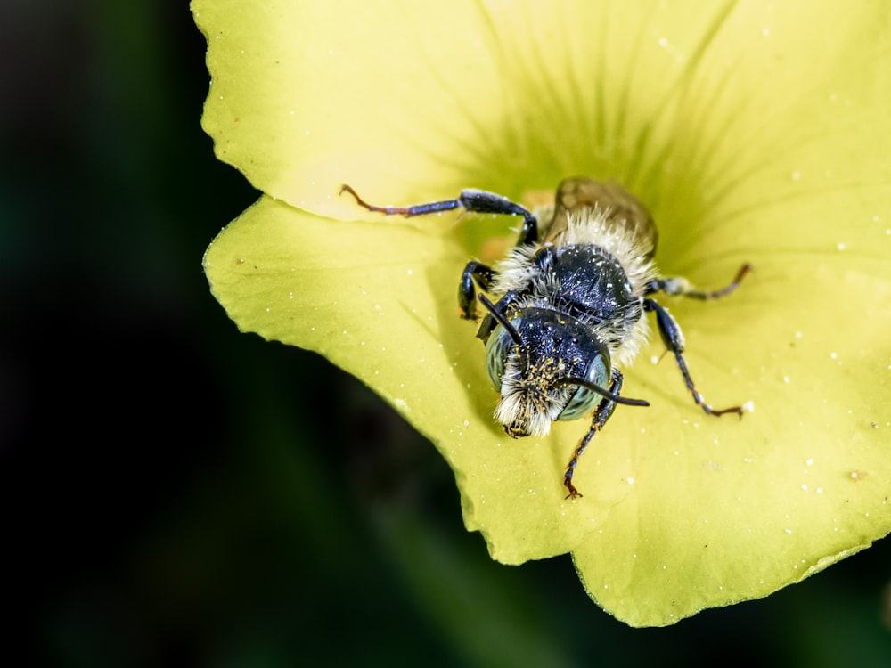 a close up of a bee on a flower