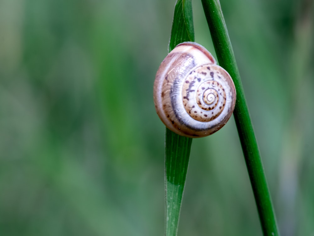 a close up of a snail on a leaf