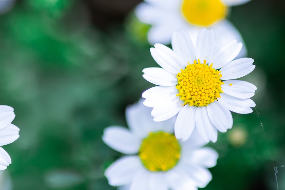 a close up of a bunch of white flowers