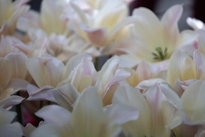 Close-up of a delicate tulip arrangement in soft white and blush tones with subtle gold accents.