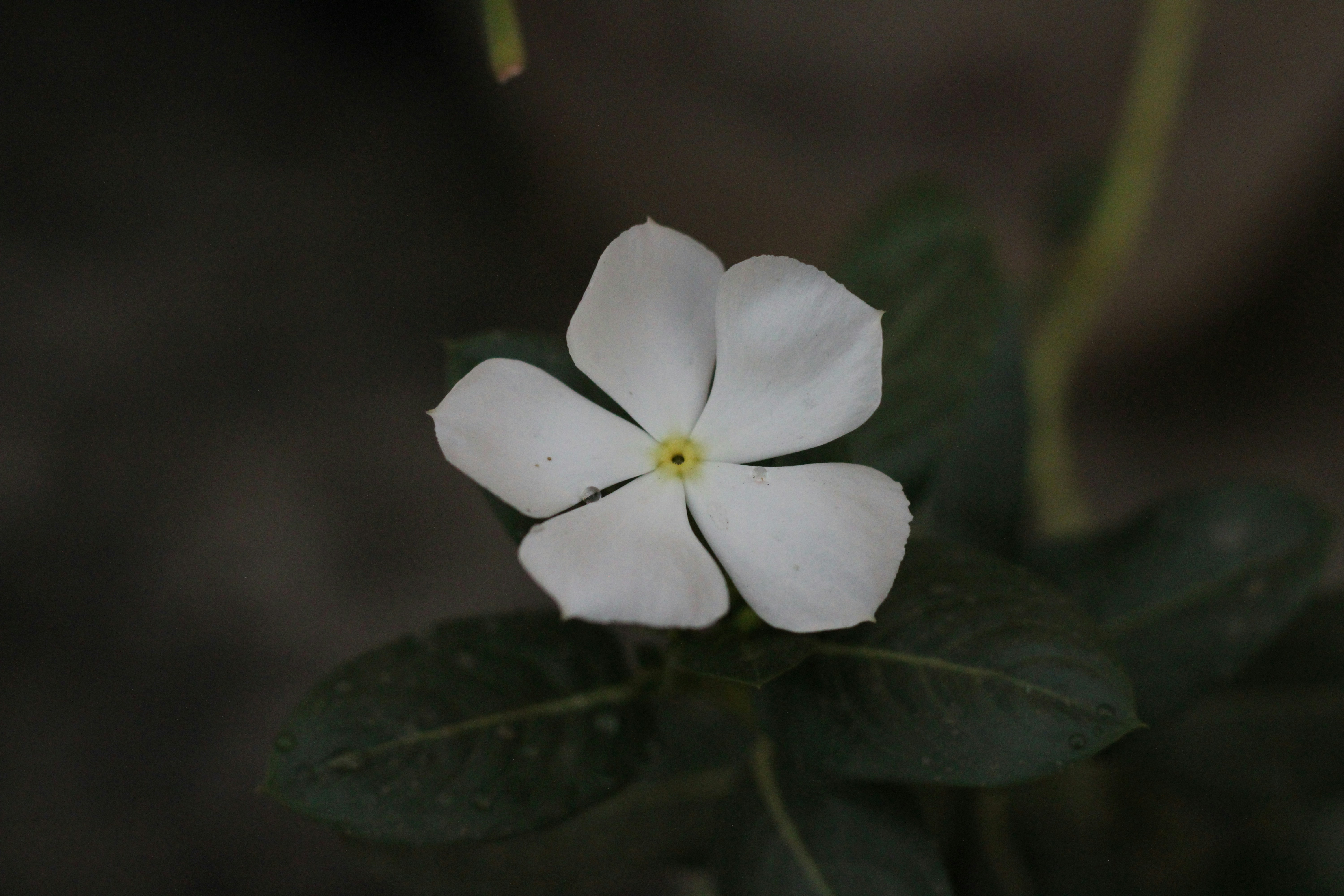 a white flower with green leaves on a dark background