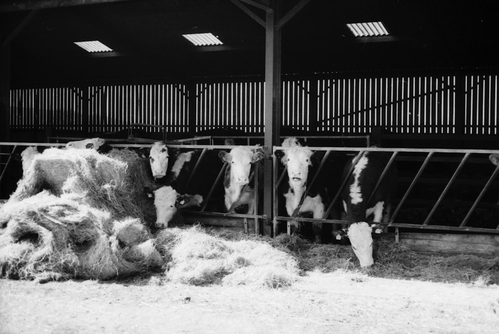 Una foto en blanco y negro de vacas en un granero