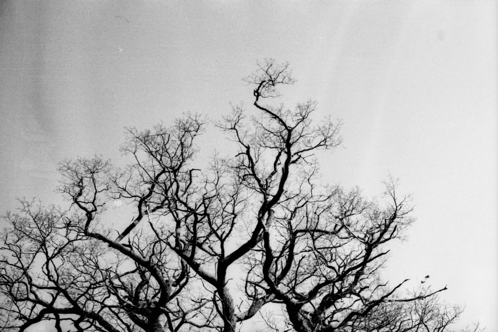 a black and white photo of a tree with no leaves