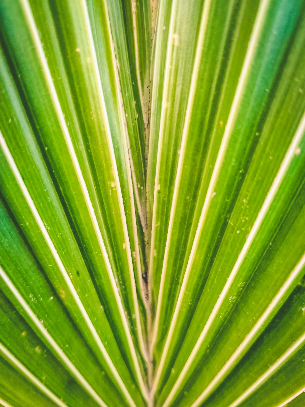 a close up view of a green leaf