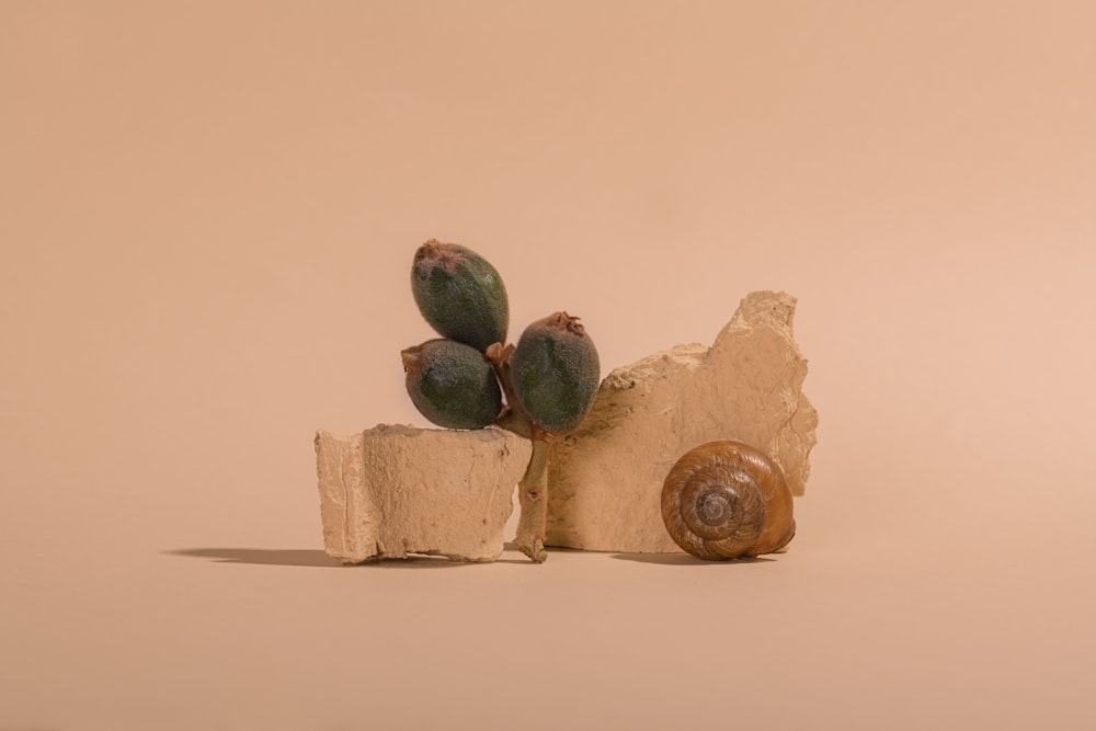 a snail sitting on top of a rock next to a cactus