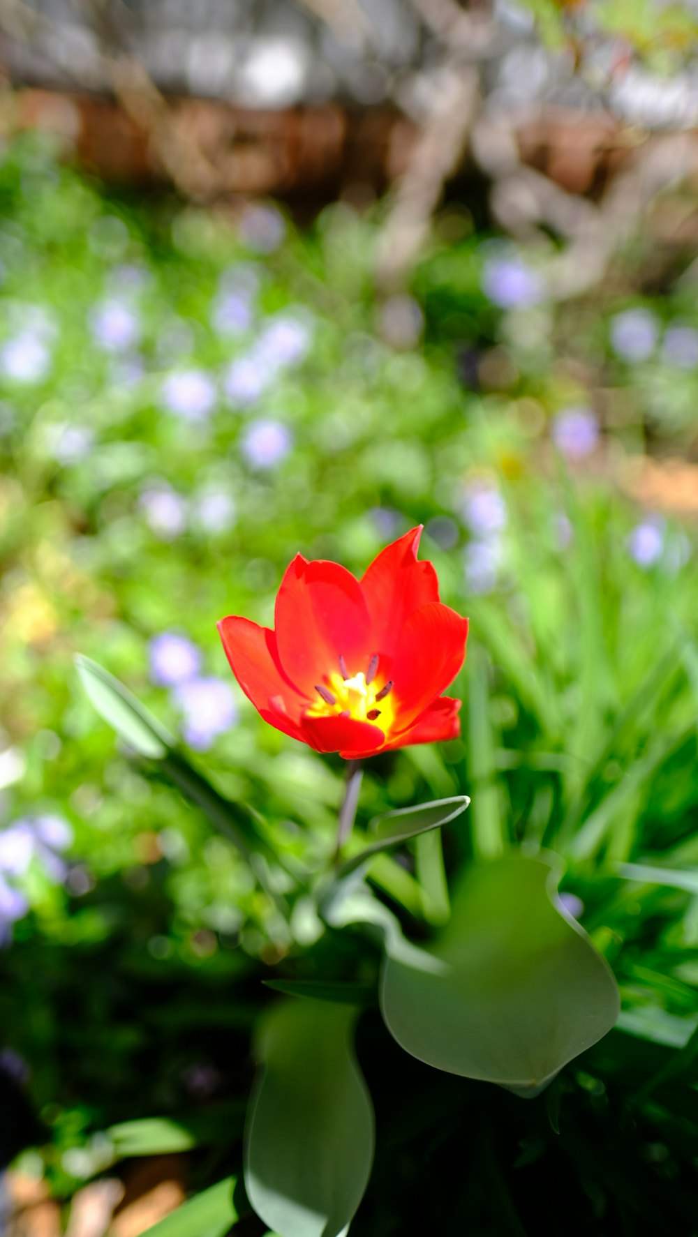 a single red flower sitting in the middle of a garden