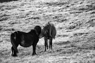 Two small horses stand closely together on grassy terrain, interacting gently with each other in an open field.