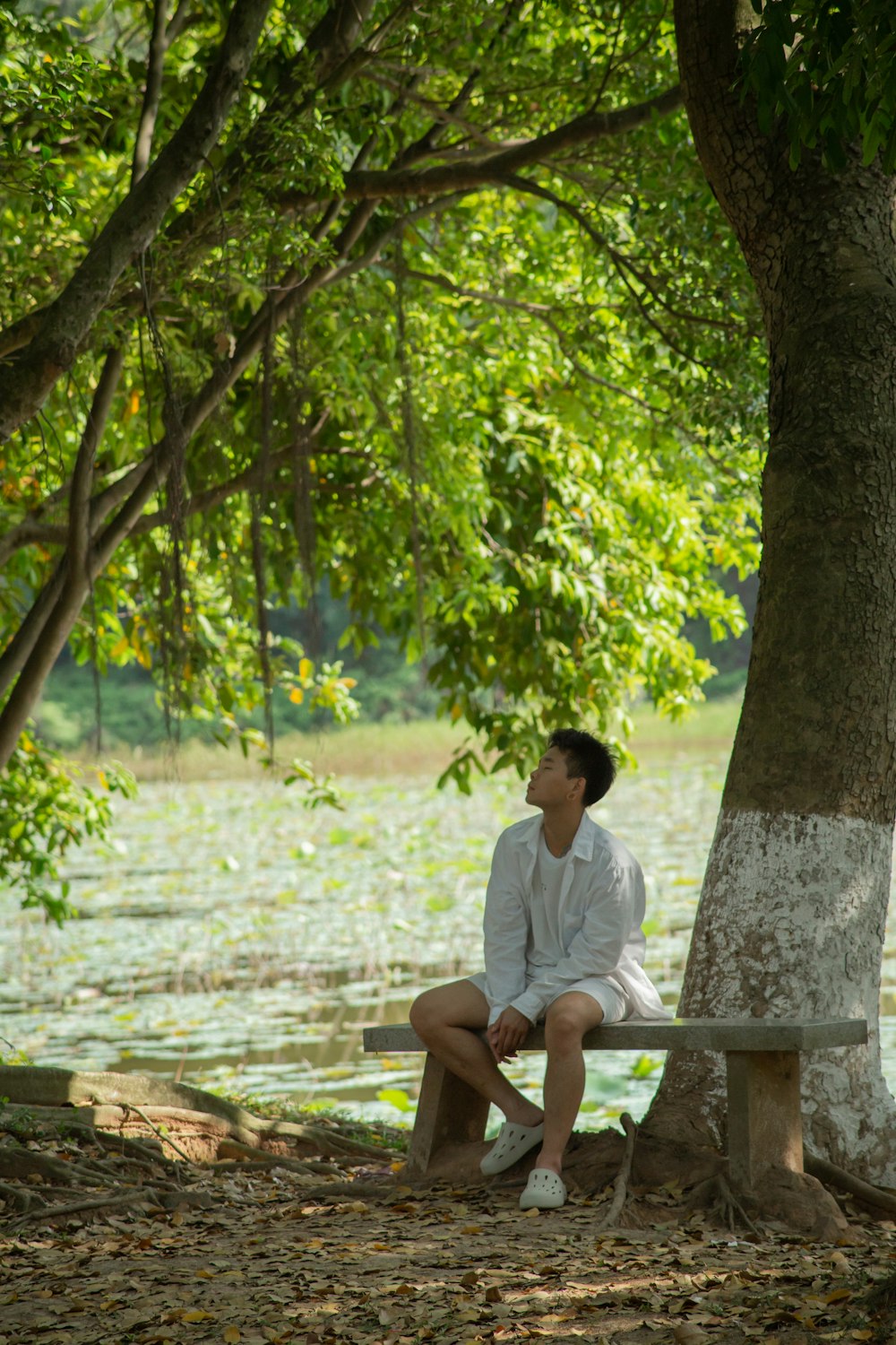 a person sitting on a bench under a tree