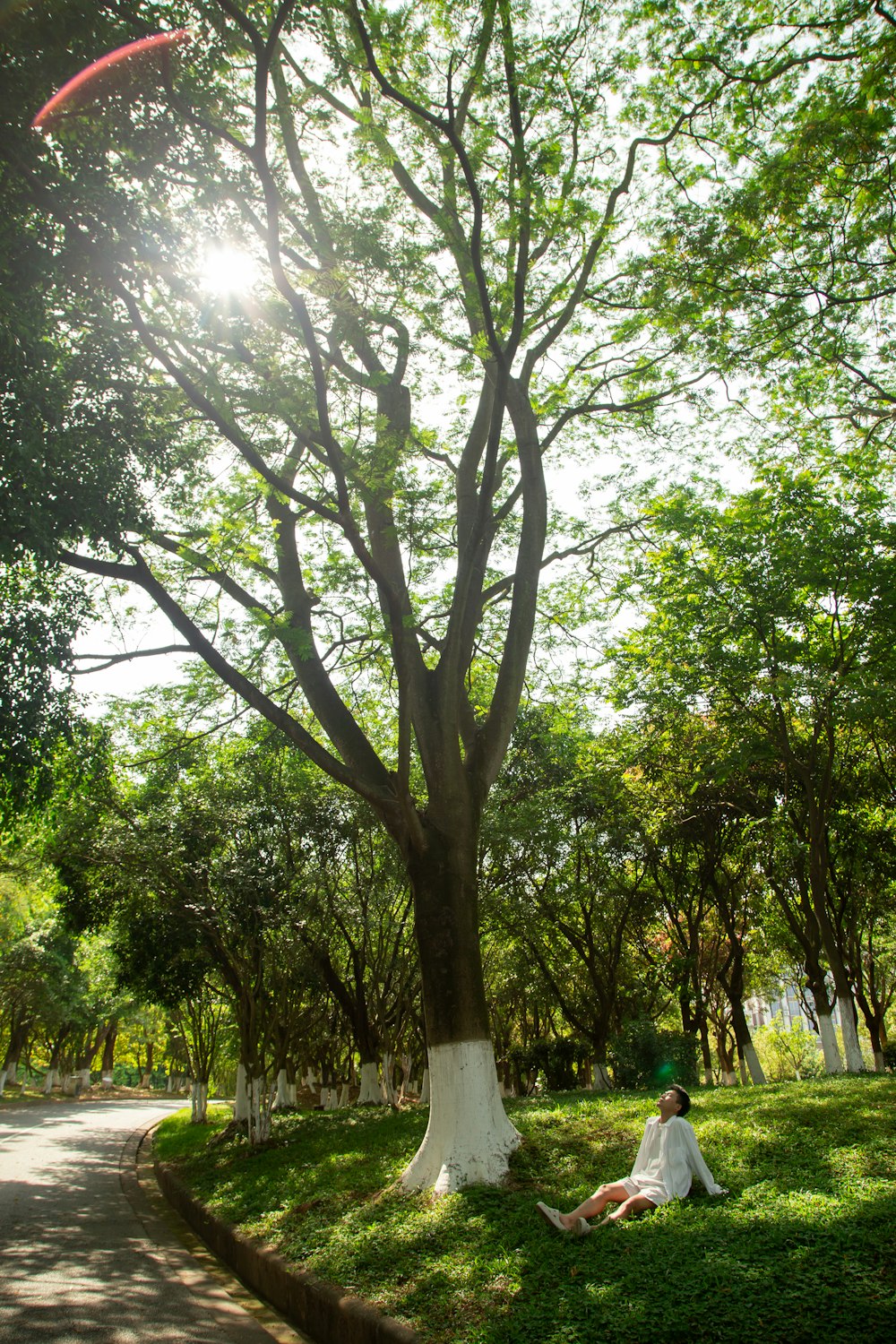 une personne assise sous un arbre dans un parc