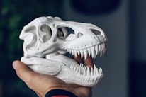 Hands holding a detailed 3D printed skull model against a bright background.