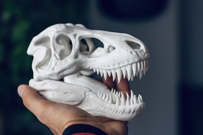 Hands holding a detailed 3D printed skull model against a bright background.