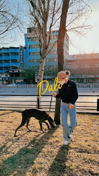 A person walking a large dog on a leash in a park. The person is wearing casual clothing and appears to be looking at the dog that is sniffing the ground. The background includes a row of buildings, one of which is painted blue, and leafless trees. The scene is bathed in soft sunlight, indicating a late afternoon or early morning setting.