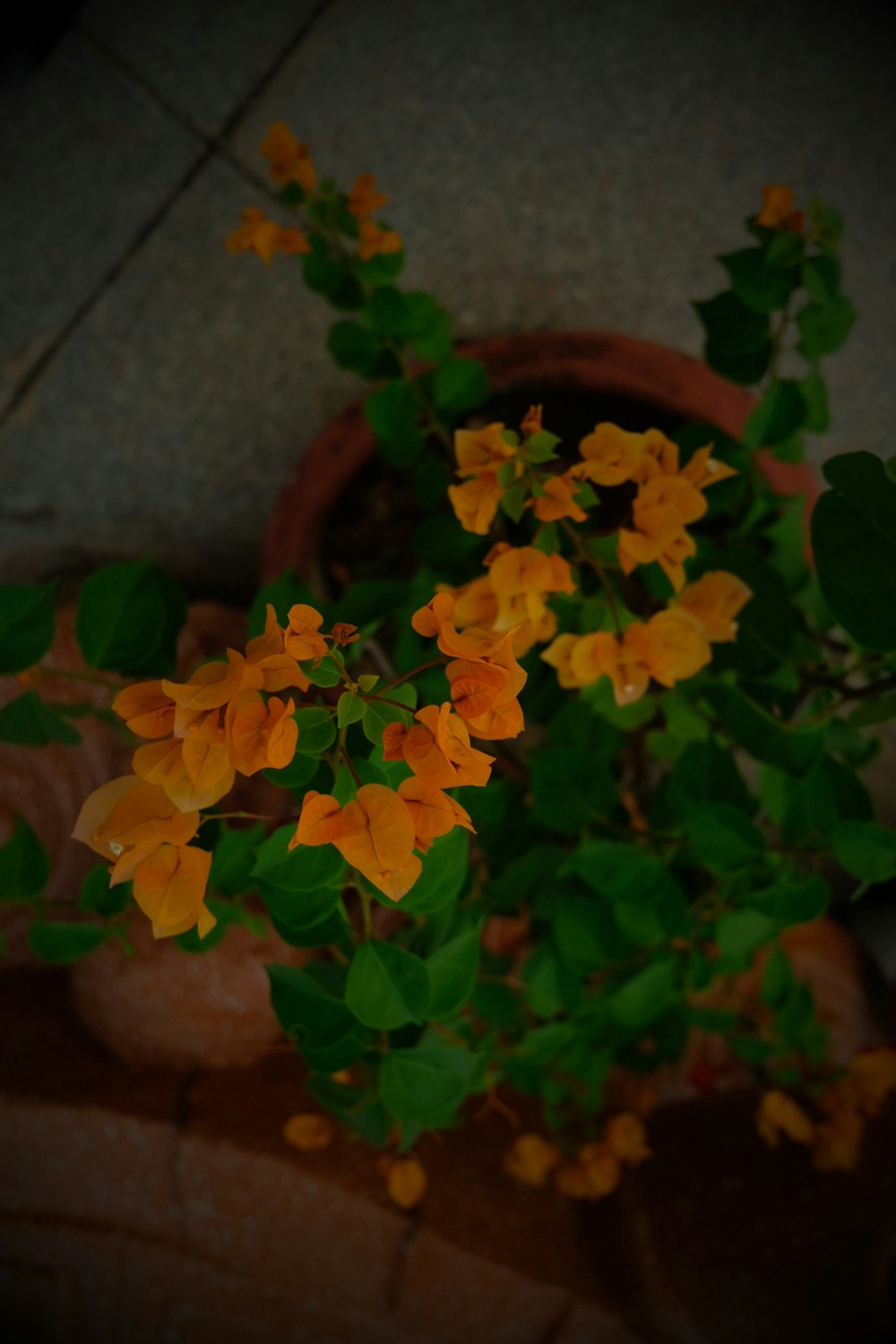 a potted plant with yellow flowers in it