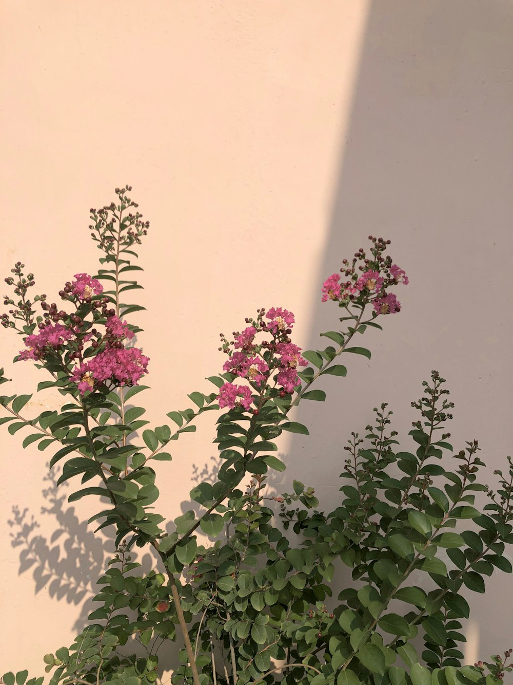 a plant with pink flowers in front of a white wall