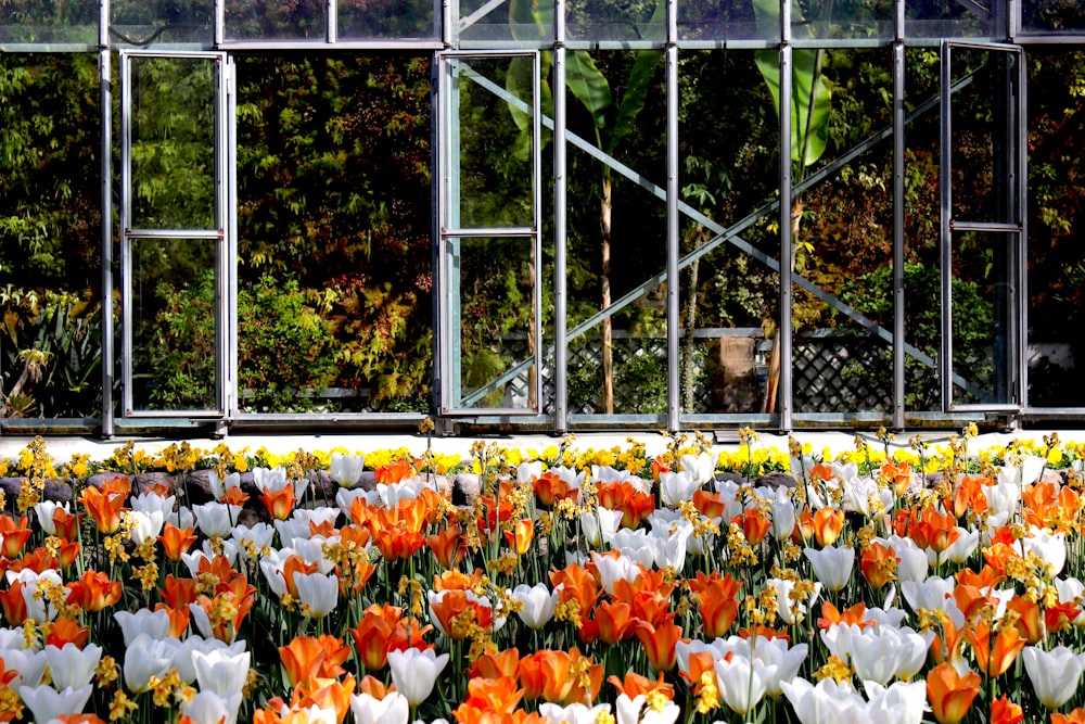 a bunch of flowers that are in a field