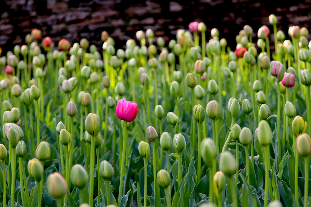 a bunch of flowers that are in the grass