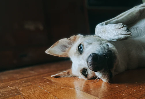 a close up of a dog laying on the floor