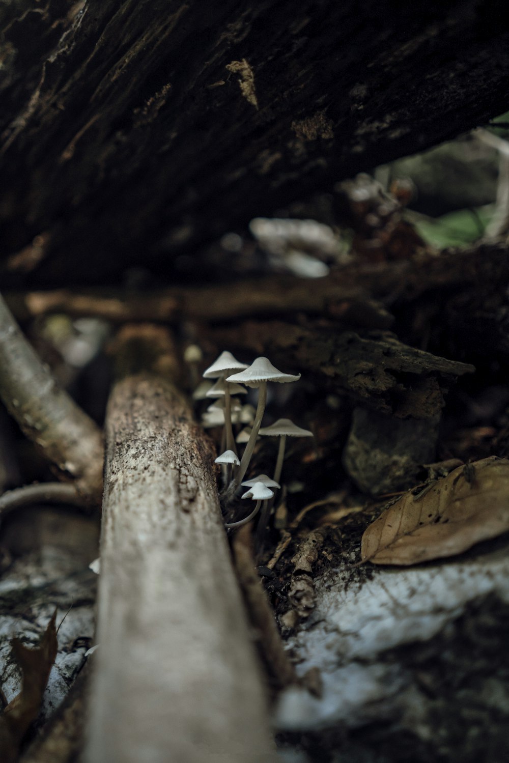 a group of mushrooms sitting on top of a forest floor