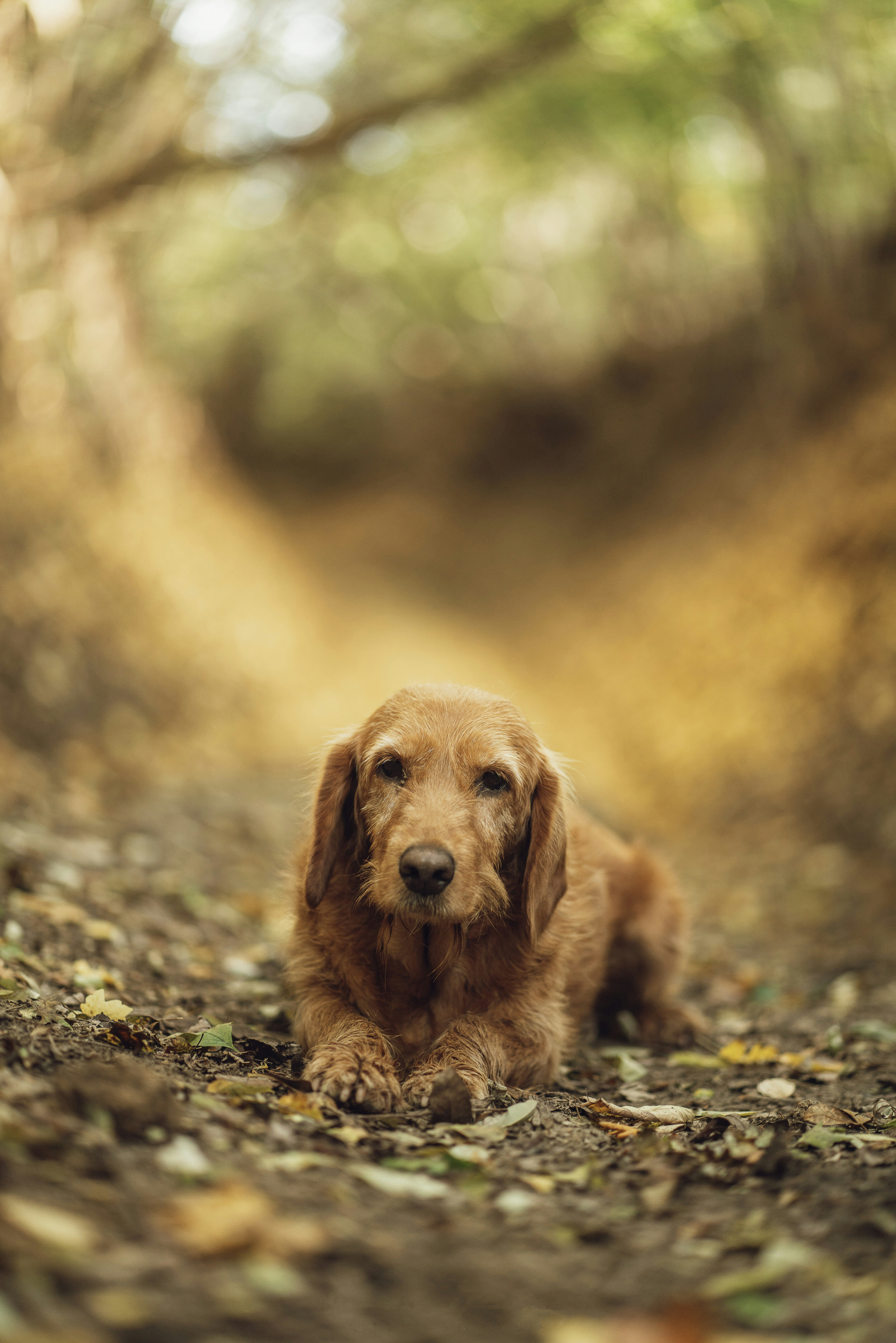 a brown dog laying on top of a dirt road