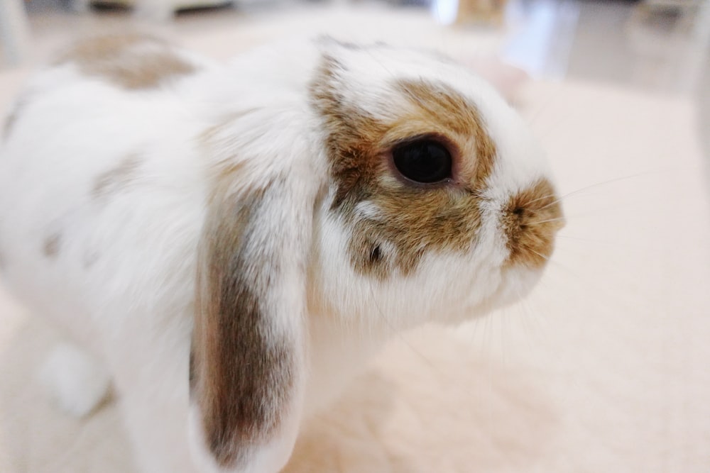 a white and brown rabbit sitting on top of a floor