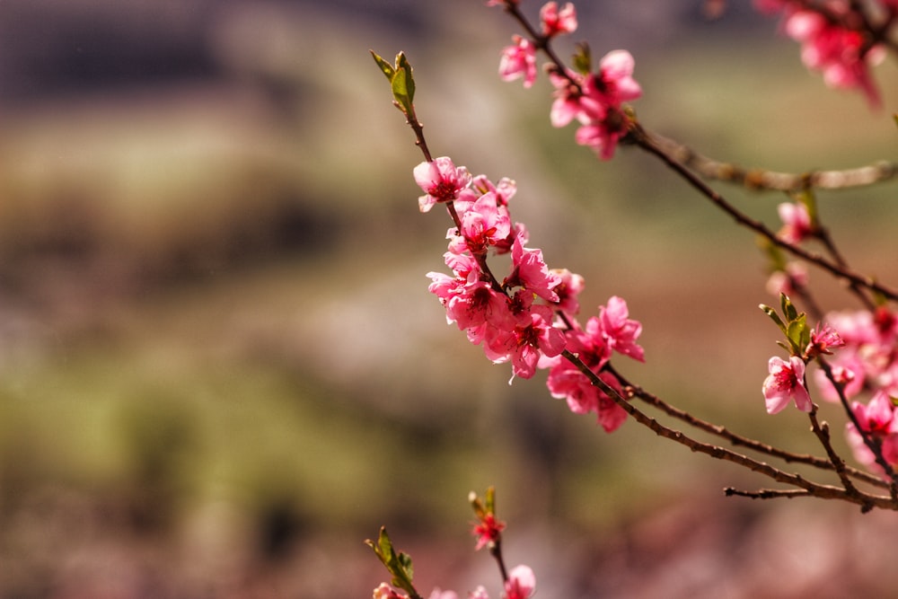 a branch of a tree with pink flowers