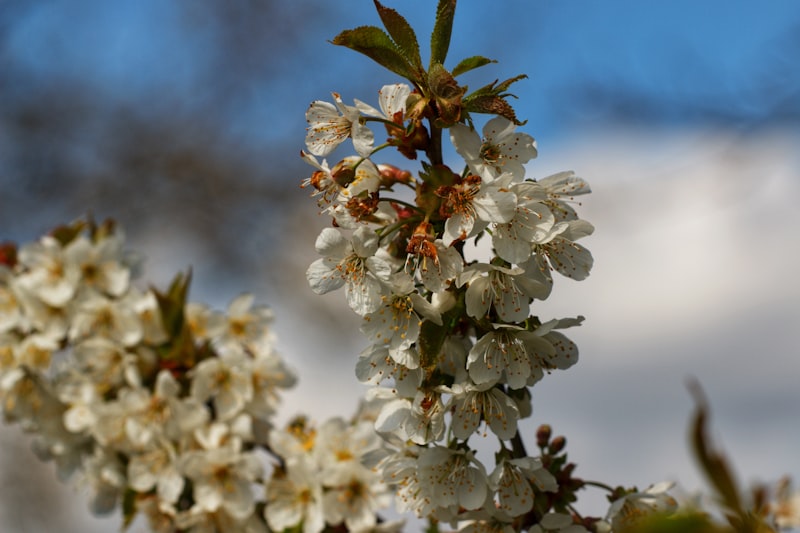 Fruit tree in full white blossom