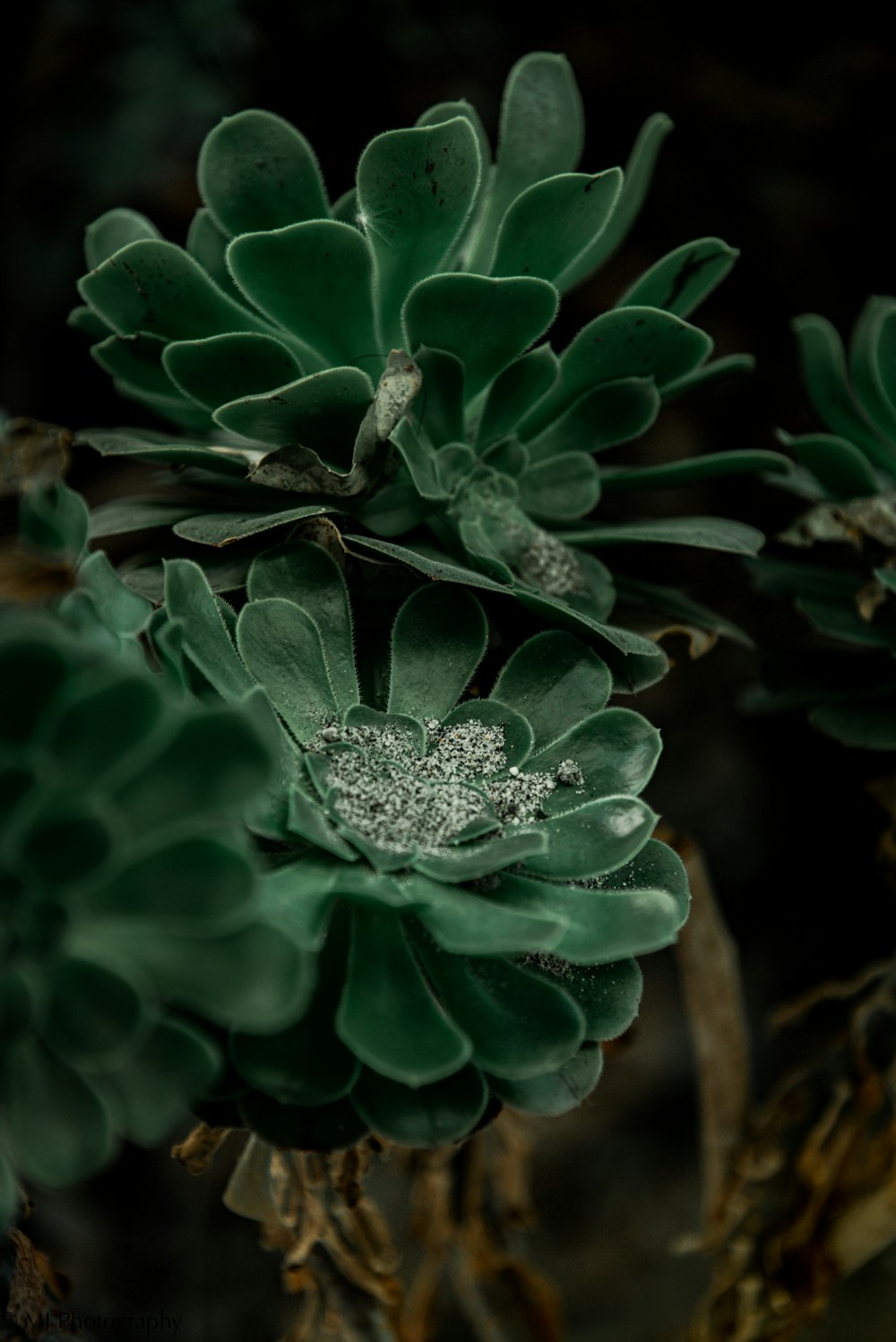 a close up of a green flower on a plant