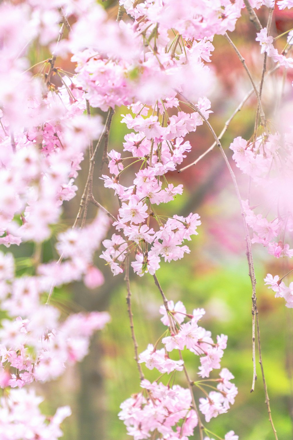 a close up of pink flowers on a tree