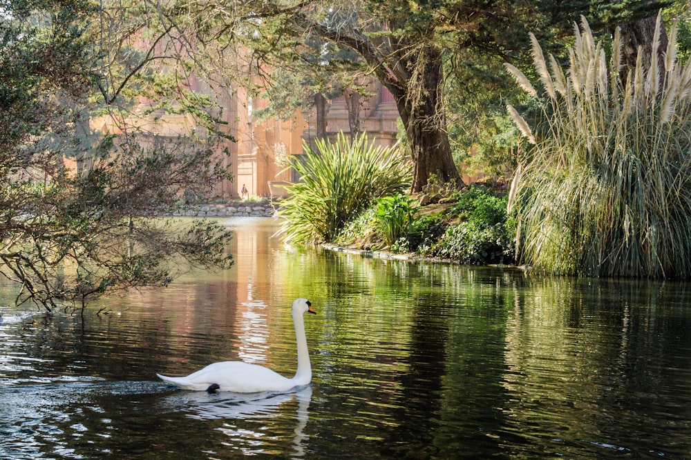 a white swan floating on top of a body of water