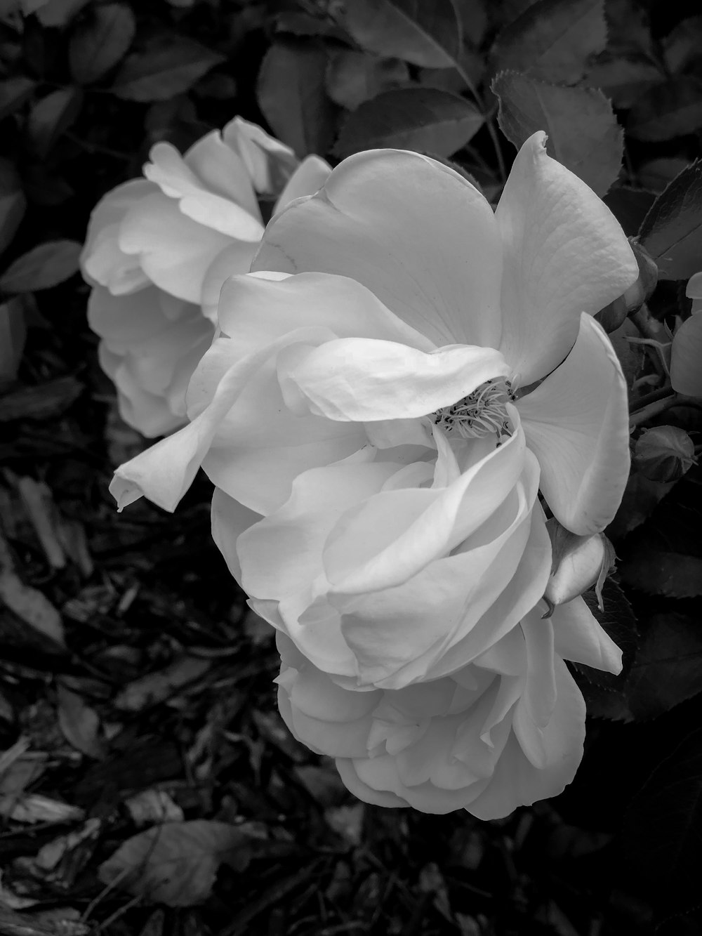 a black and white photo of a flower