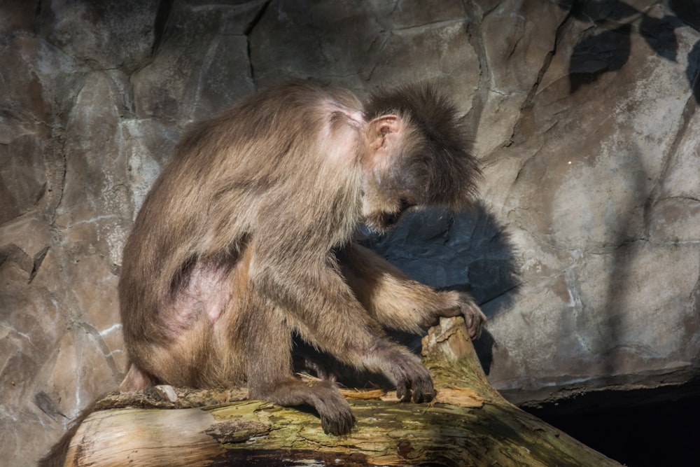 a monkey sitting on top of a tree branch