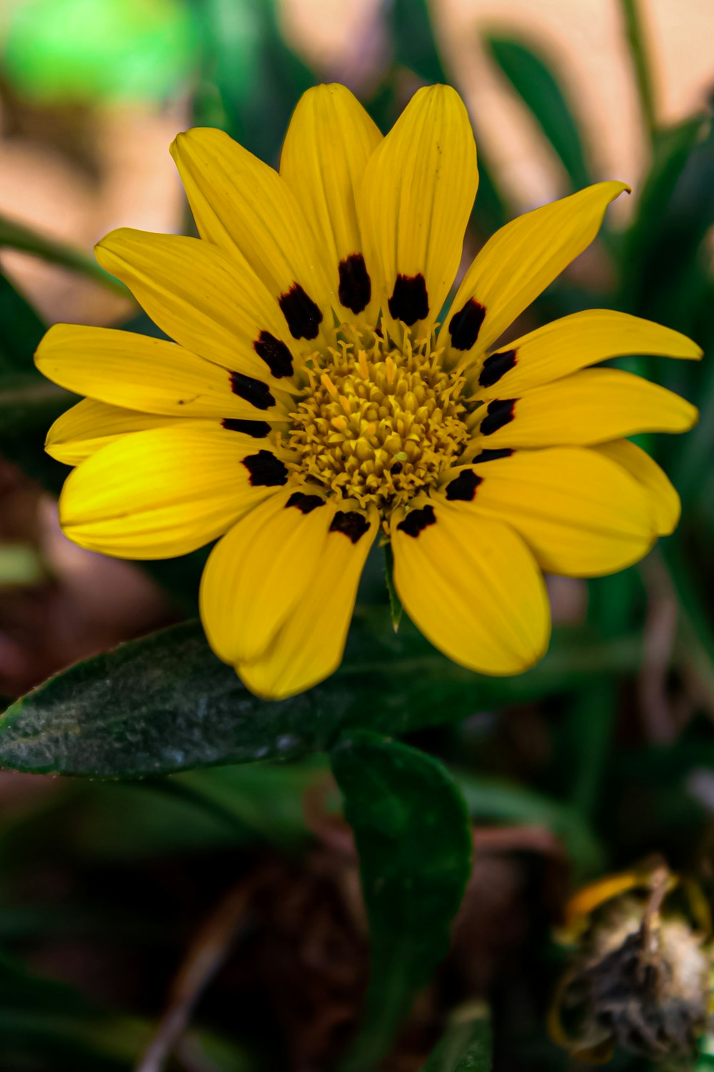 a close up of a yellow flower with green leaves