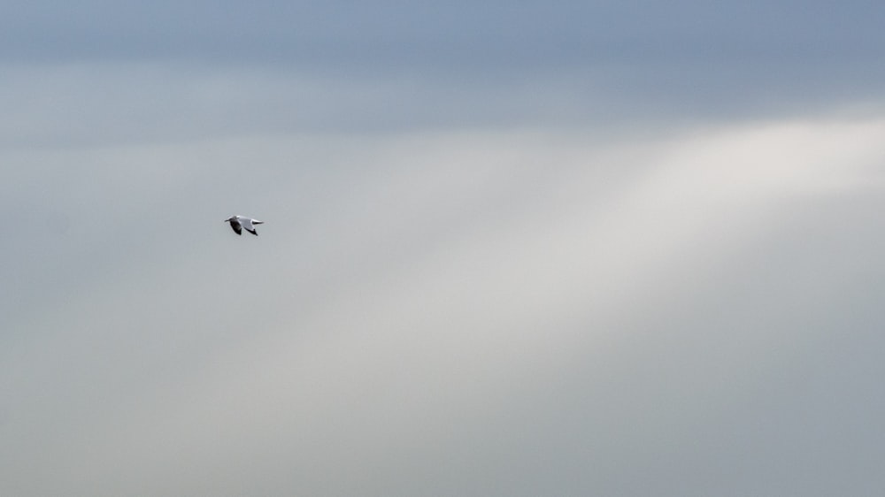 a bird flying in the sky on a cloudy day