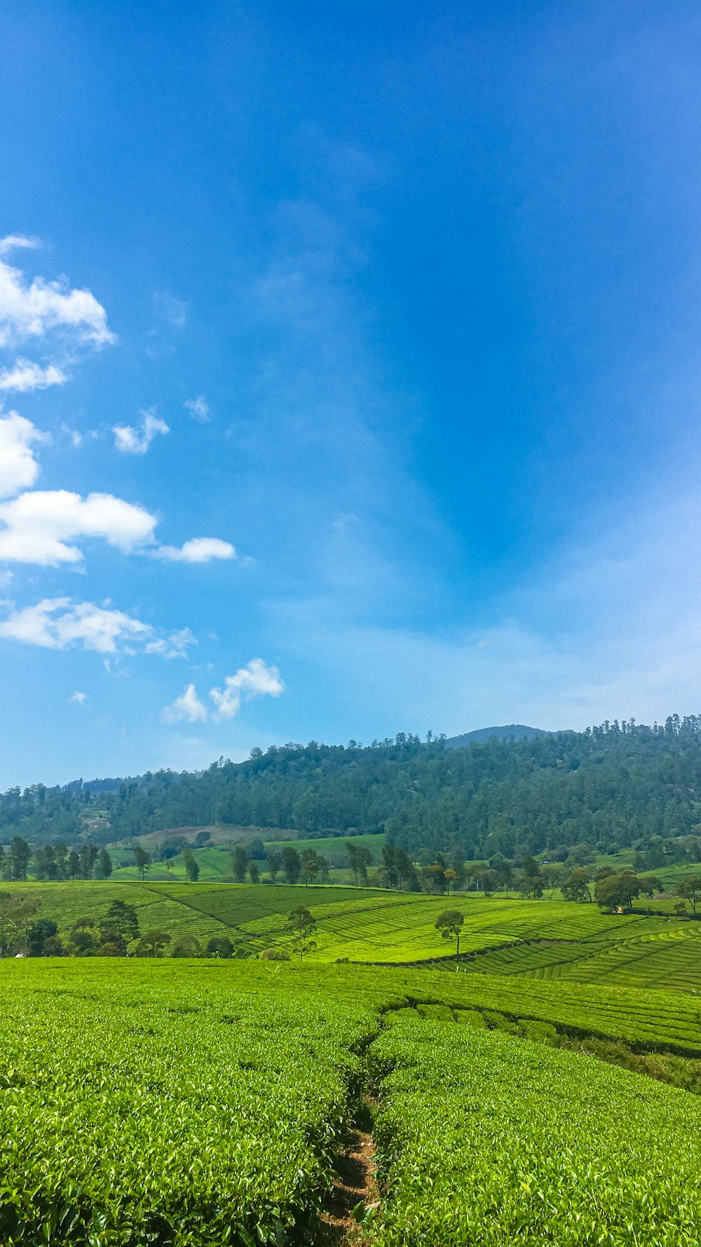 a green field with trees and a blue sky