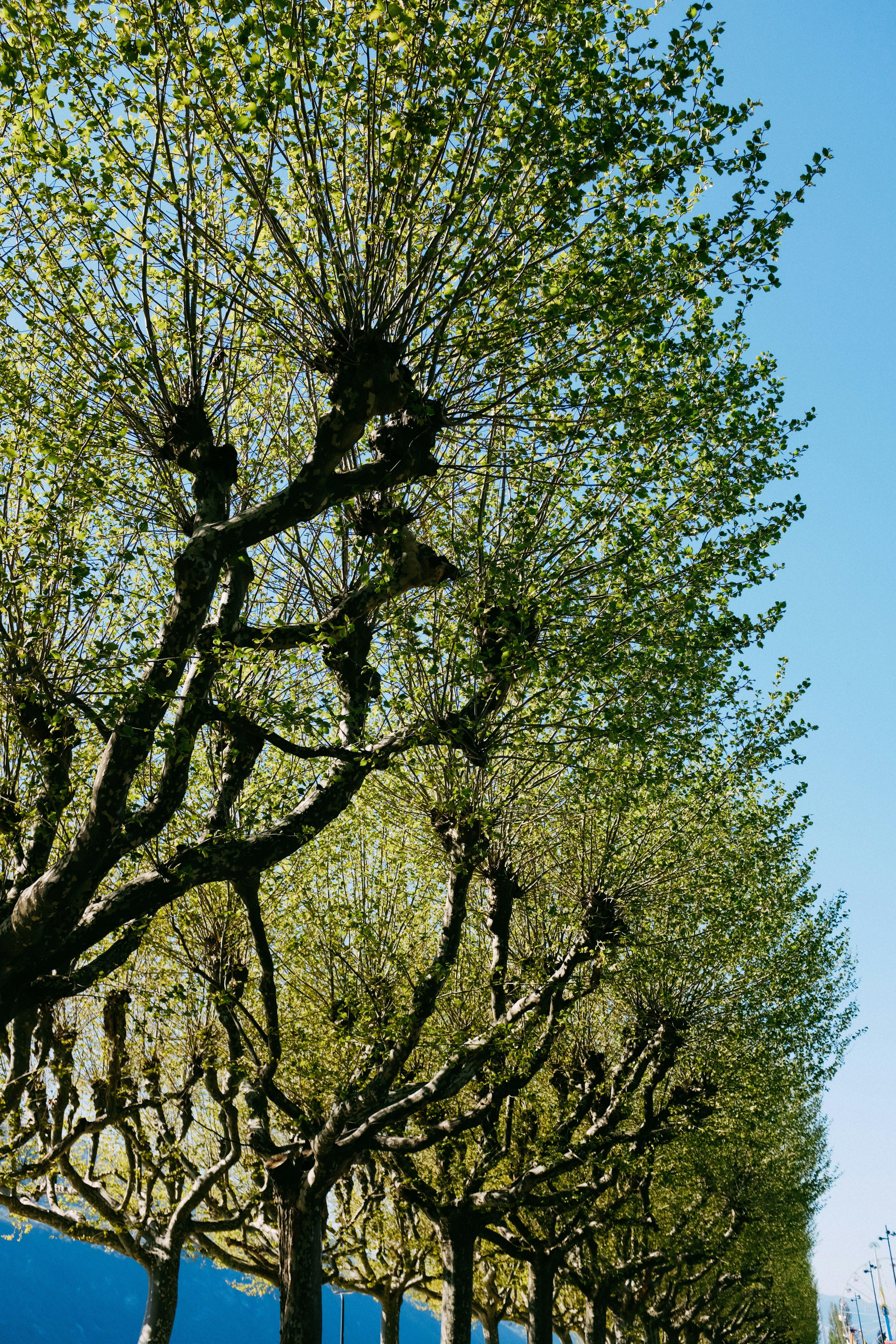a row of trees line a street in a city