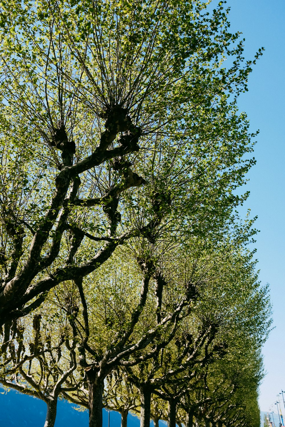 a row of trees line a street in a city