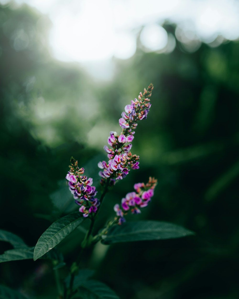 a close up of a purple flower with green leaves