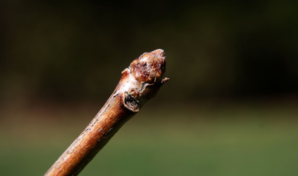 a close up of a small lizard on a stick