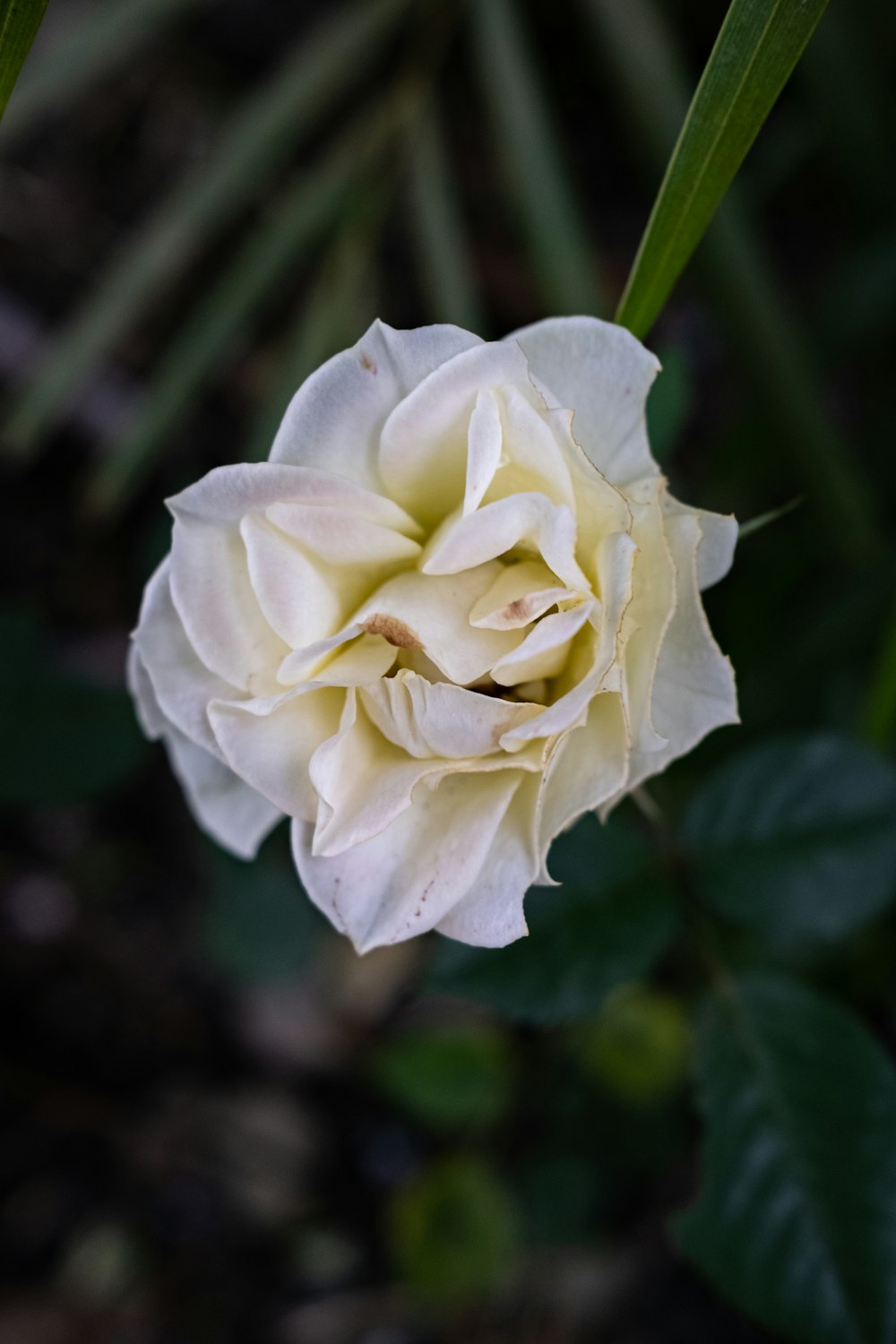 a white flower with green leaves in the background